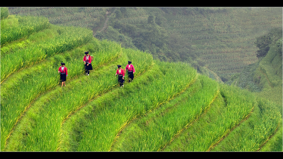 Work in a rice field | mountains, people, field, rice terraces