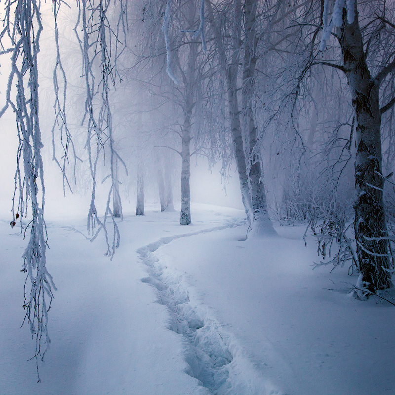 Magic forest | trees, winter, snow, pathway