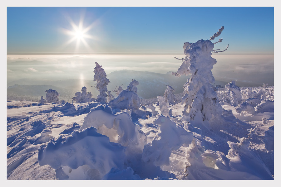 Quiet of nature | trees, winter, beams