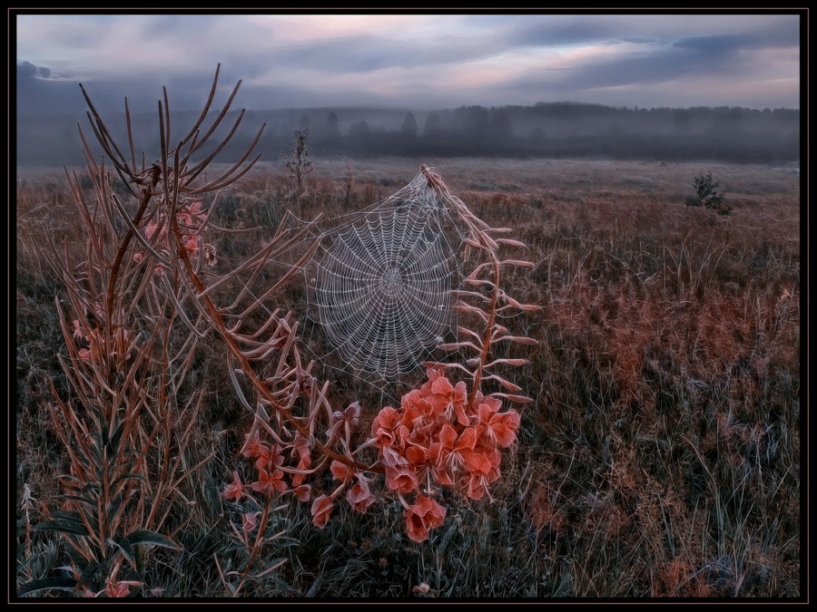 Thin web | evening, haze, mist, field, grass, web