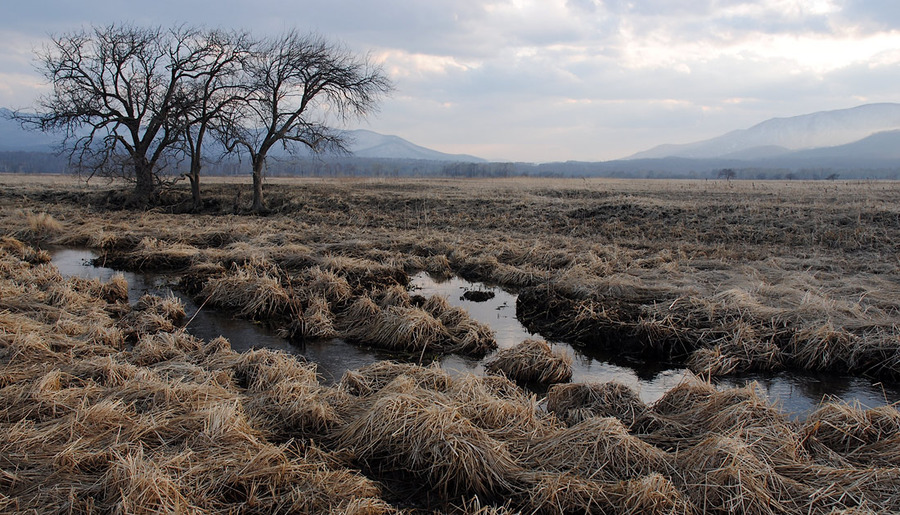 In the middle of the field | swamp, water, mountains, trees, sky, clouds, field