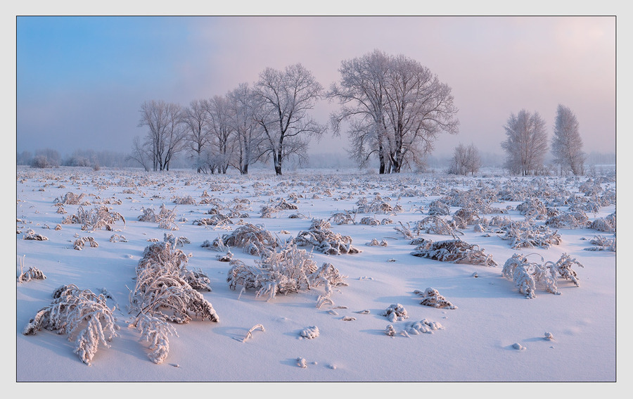 Innocent snow | evening, trees, dusk, sunset, winter, hoarfrost, field, snow