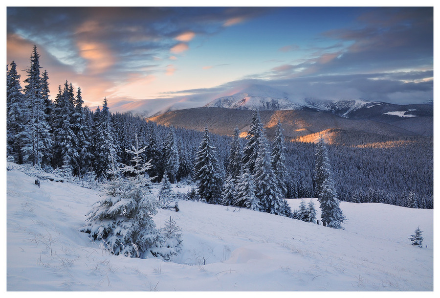 Forest beauties | evening, mountains, trees, winter, forest, sky, snow, pine