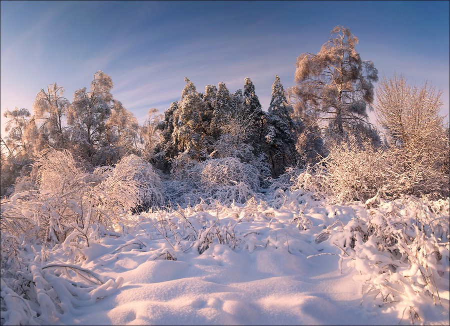 Snow-blanketed  | branches, trees, winter, hoarfrost, forest, snow, pine