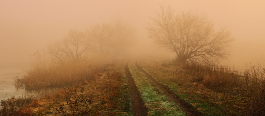 Mysterious road | shore, branches, water, trees, road, haze, mist, river, fog