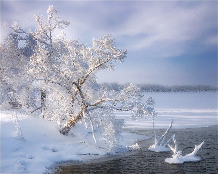 The Winter's Tale  | branches, water, trees, winter, hoarfrost, river, snow