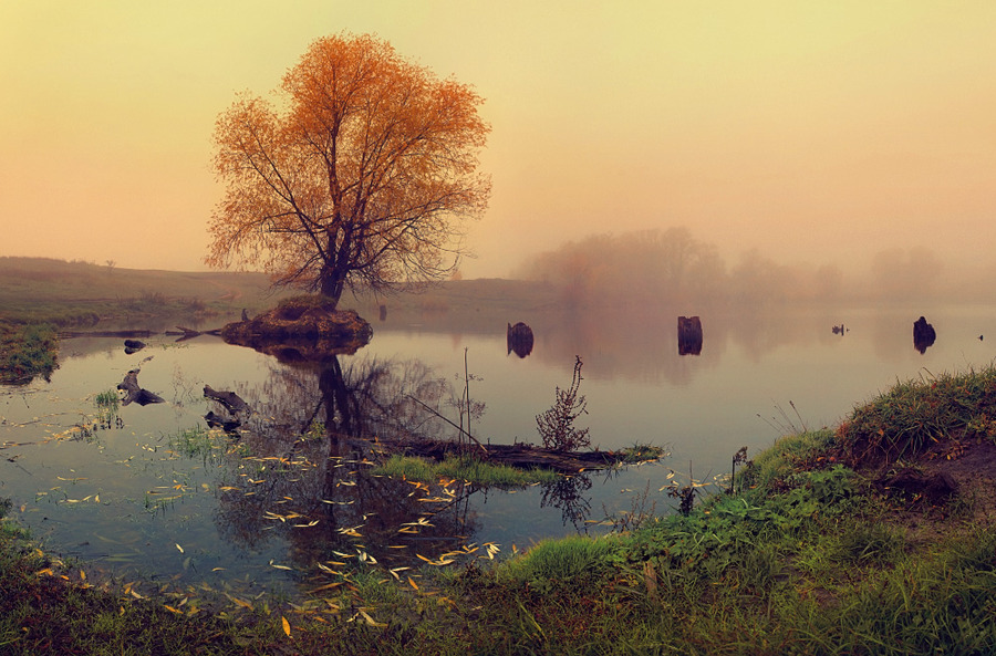 Charmed lake | water, tree, haze, mist, sunset, colourful, leaves, lake, autumn, fog