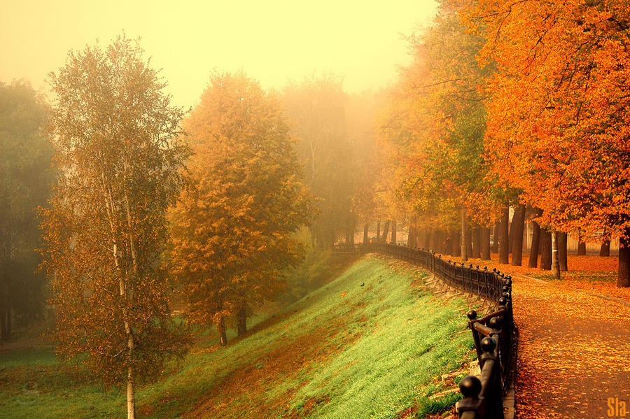 Gilt path | alley, leaves, autumn, park