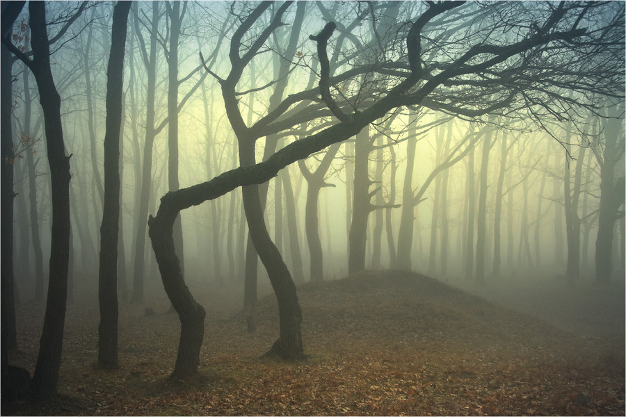 At the mercy of forest | branches, evening, trees, forest, leaves, twilight