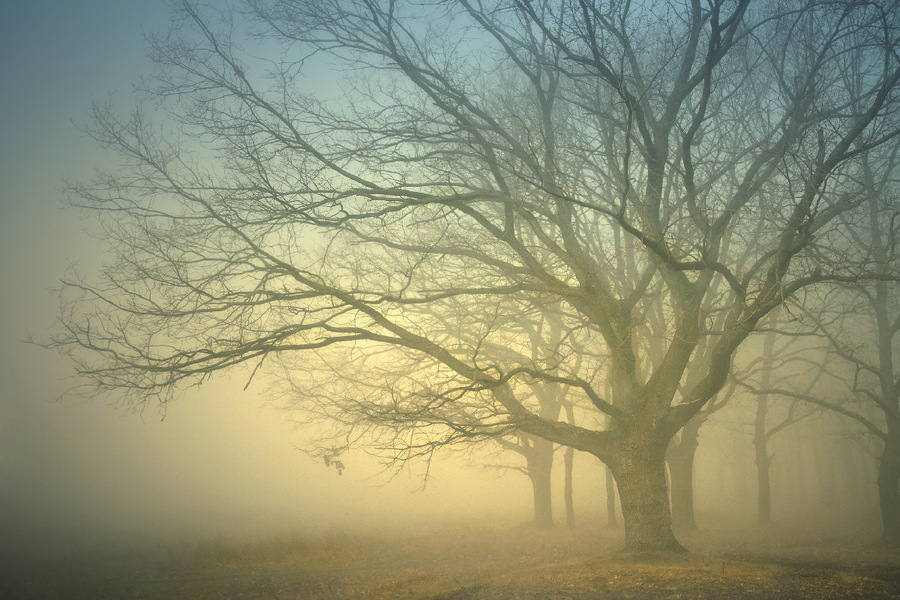 Kingdom of fogs | branches, trees, fog