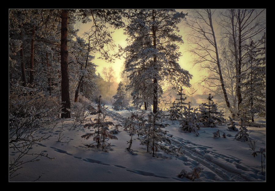 Pines in snow | winter, snow, pine