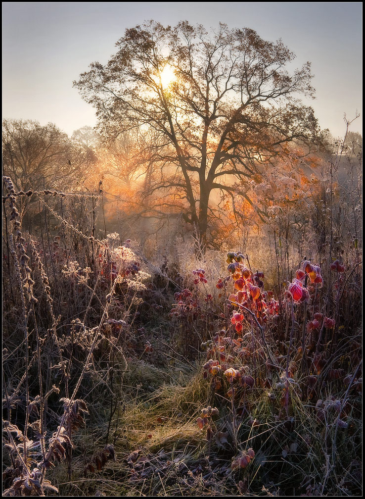 Pathway to the sun | tree, sunlight, grass, pathway