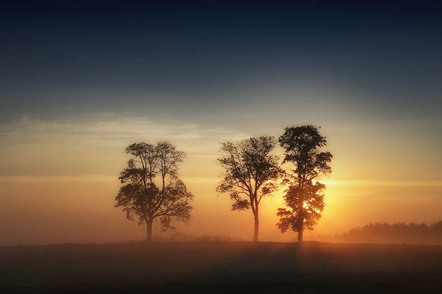 Warm morning | trees, dawn