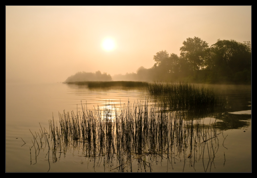 Morning calm | rush, river, sun, fog, morning