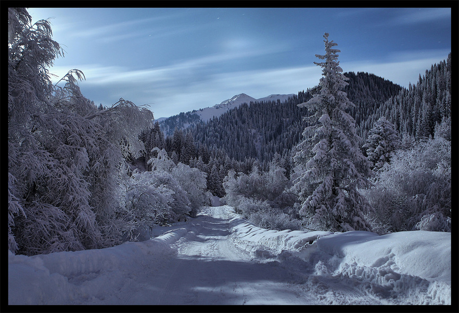 Rising road | mountains, winter, pine