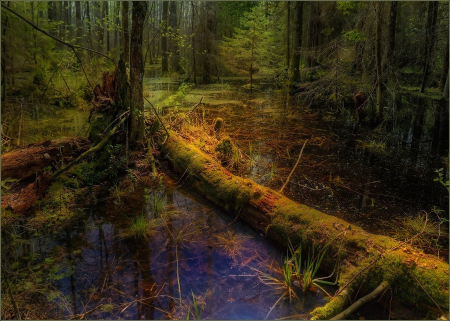 Forest swamp | swamp, water, forest, reflection