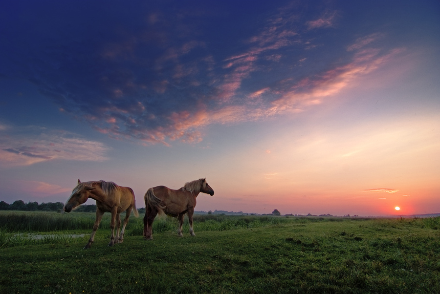 Horses on the meadow | animals, dusk, horses, meadow