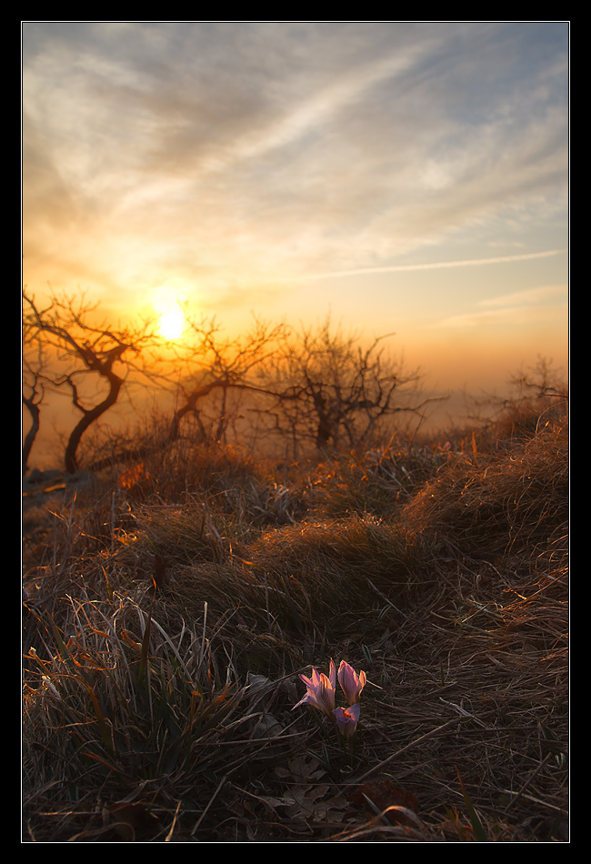 Flowers of spring | trees, dusk, grass, flowers