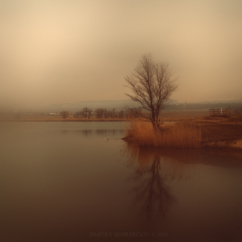 Tree above the river | tree, haze, river