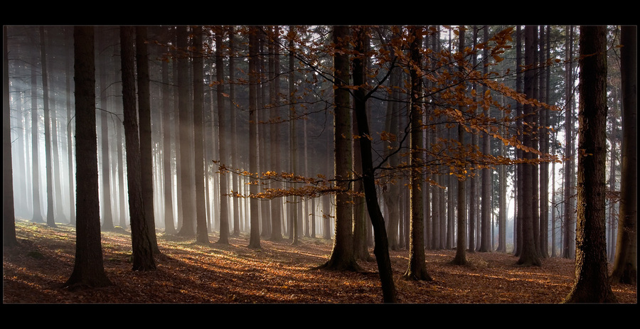 Morning forest | trees, forest, beams, morning