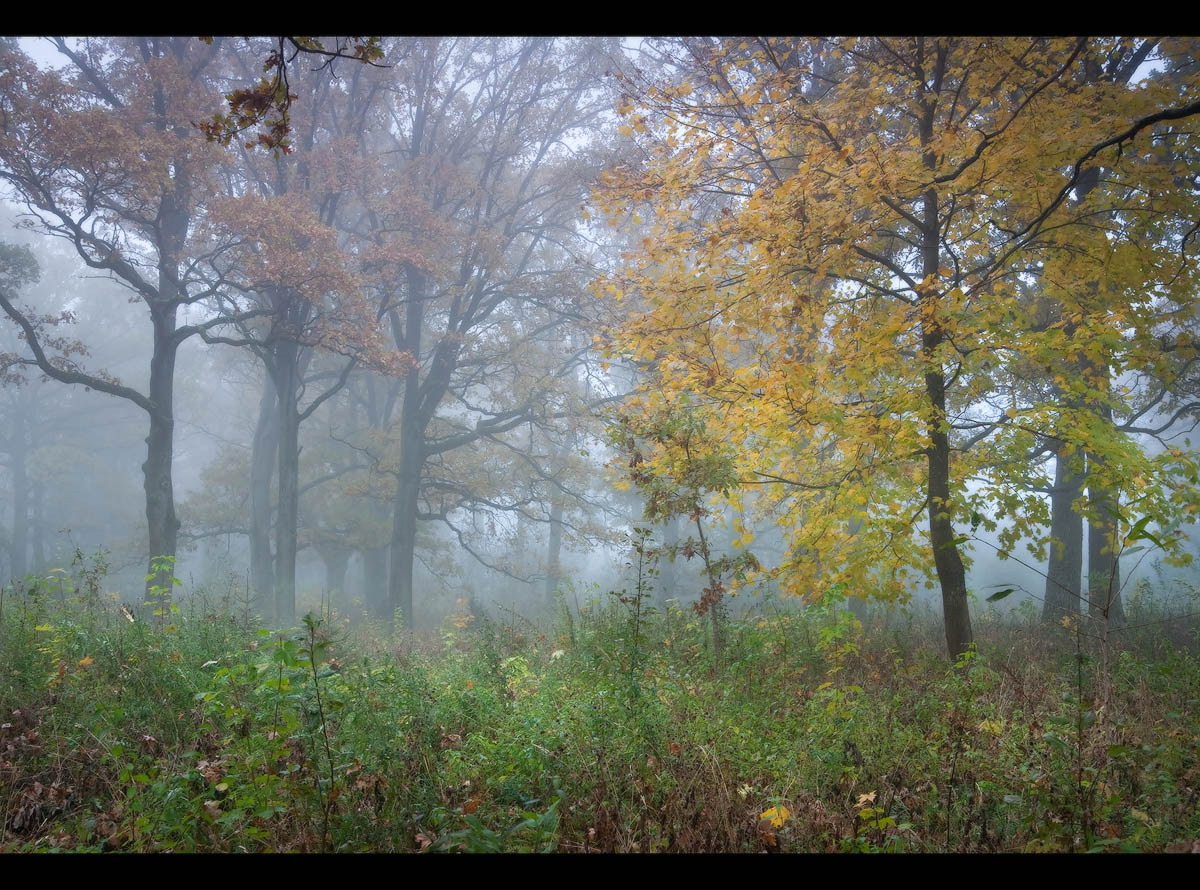 Autumn forest in fog | landscape, nature, outdoor, forest, trees, grass, fog, leaves, golden, autumn