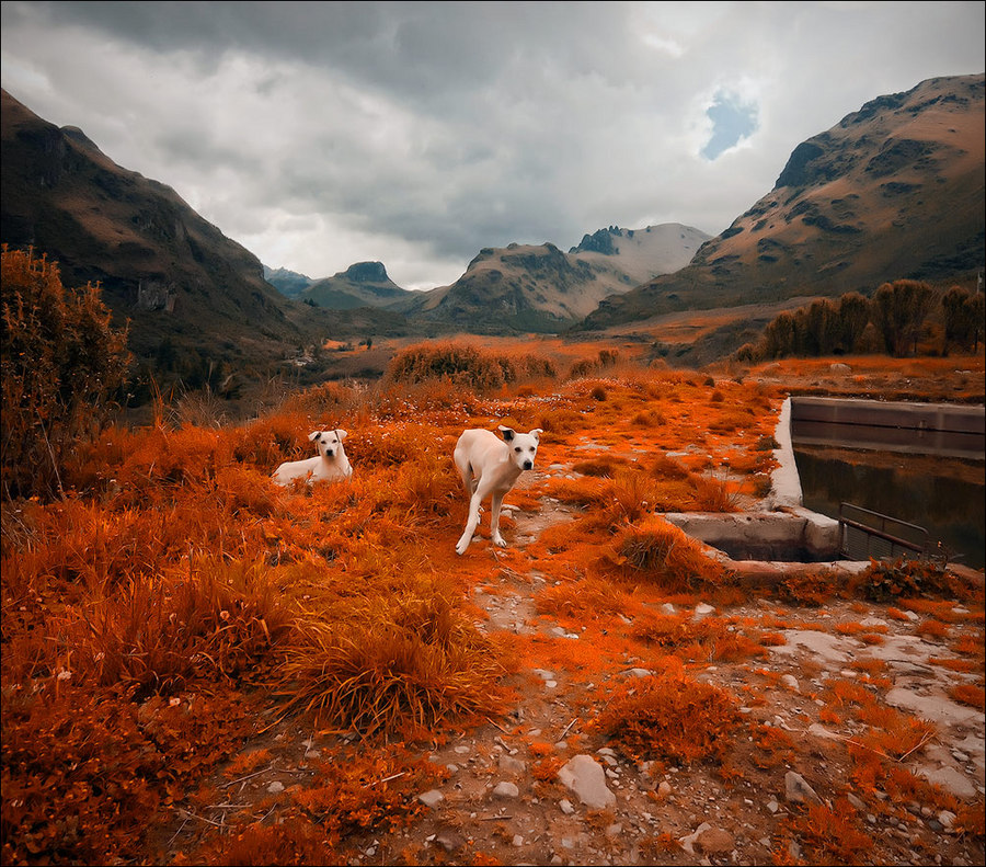 Ecuador mountain | mountains, animals, colourful