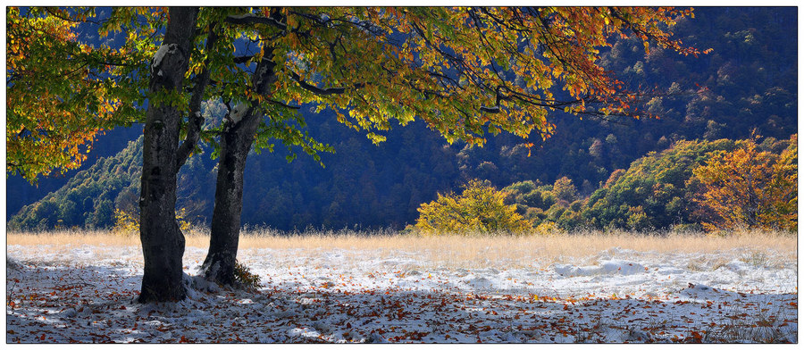 Contradictory landscape | tree, autumn, light