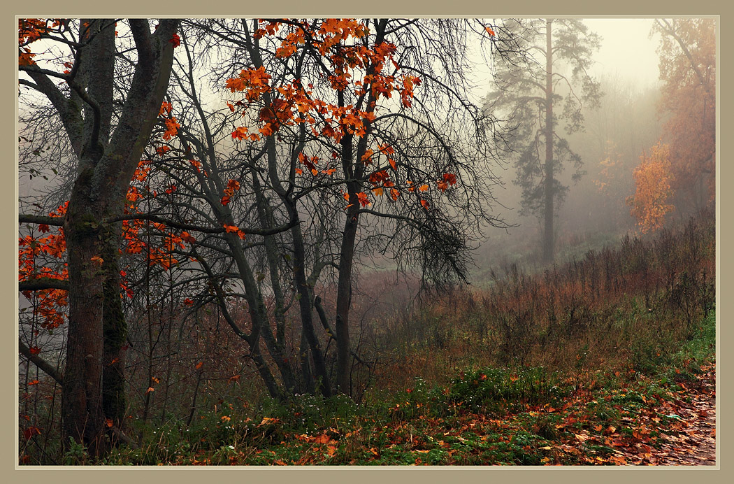 Autumn wood | autumn, wood, mist, grass