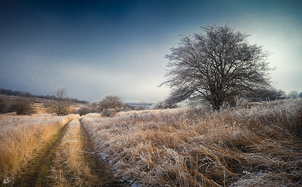 INature in expectation of winter | landscape, nature, trees, sky, field, dry grass, hoarfrost, cold, broad gauge, day