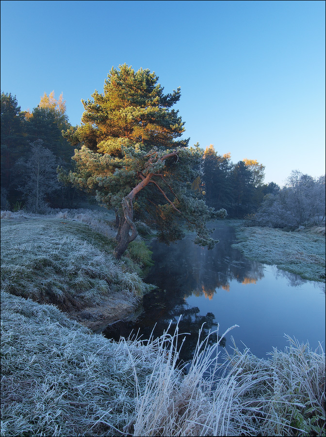 Approach of winter | tree, hoarfrost, autumn, river