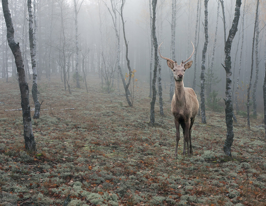 Fairy-tale deer | trees, mist, animals, forest