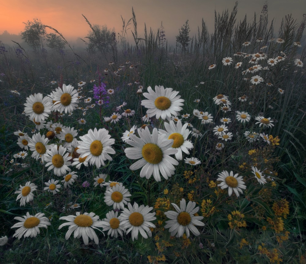 Camomiles on the meadow | landscape, flowers, sky  , scarlet, meadow, camomile, grass, summer, nature, green