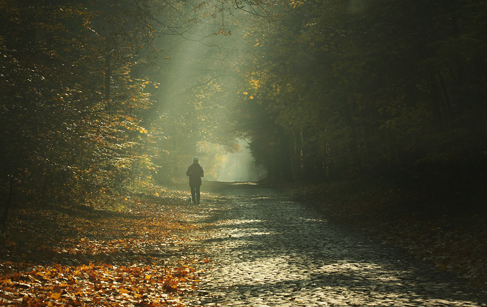 Sunbeams caress a man | sunbeams, man, path, wood