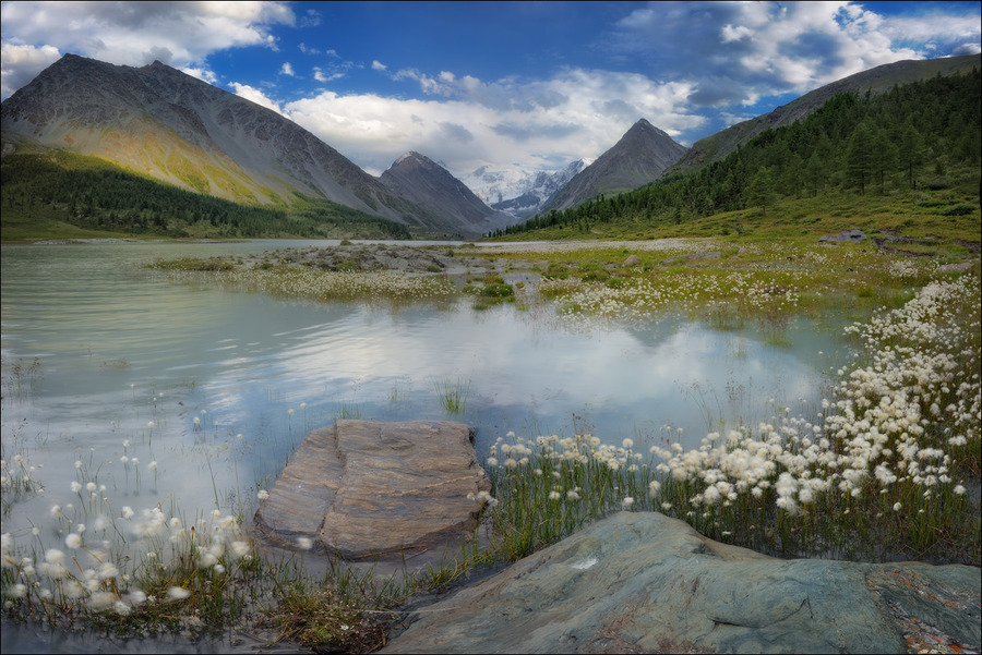 In bloom | in bloom, lake, flowers, hills