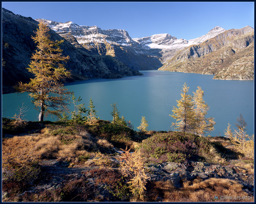 Birches mountains and lake | lake, birch, mountain, snowy peak