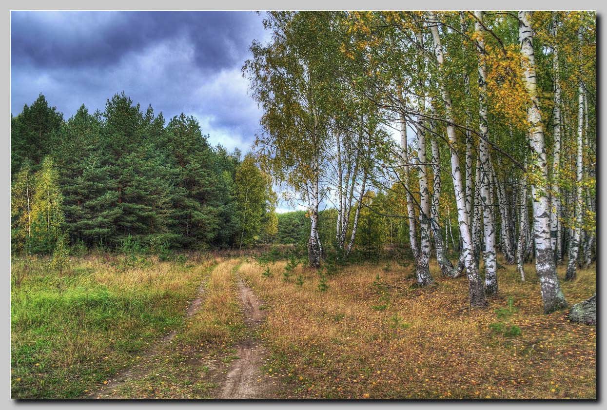 Path in the birch wood | path, birch, wood, spruce