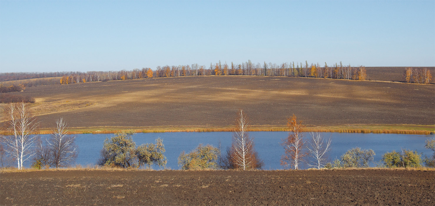 River | river, birch, asp, water