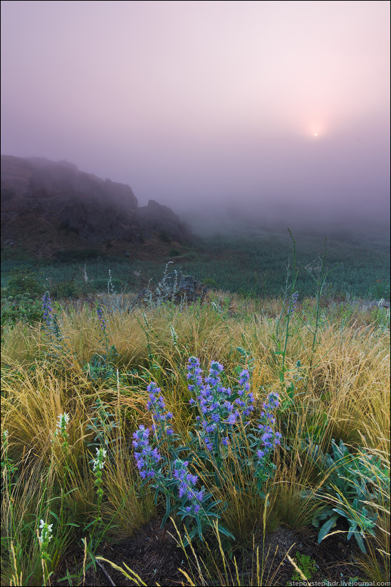 Foggy morning and blue flowers | fog, sun, flower, grass