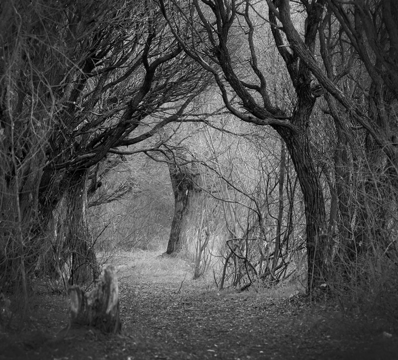 Ghosts of autumn park | tree, autumn, black and white