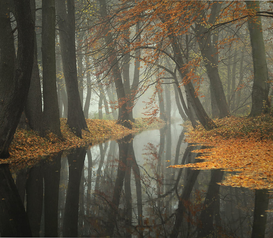 Forest Venice | water, trees, forest, autumn