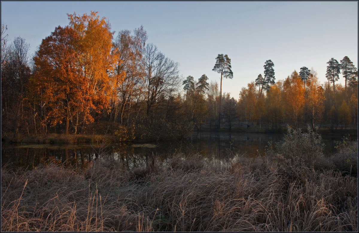 Autumn day  | landscape, autumn , river, trees  , golden, sunshine , pine, forest, dried, grass 