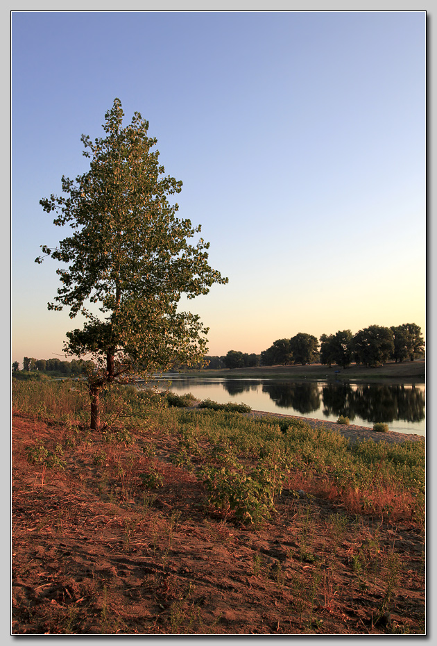 Poplar by the lake | poplar, lake, dawn, clear sky