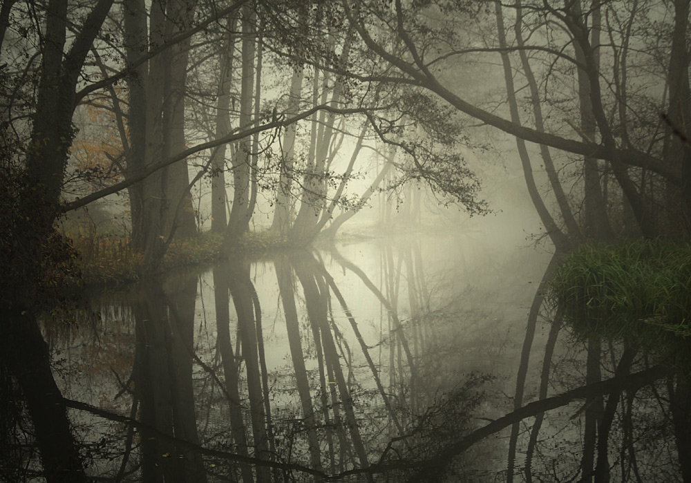 Forest, fog and flood | forest, fog, flood, dawn