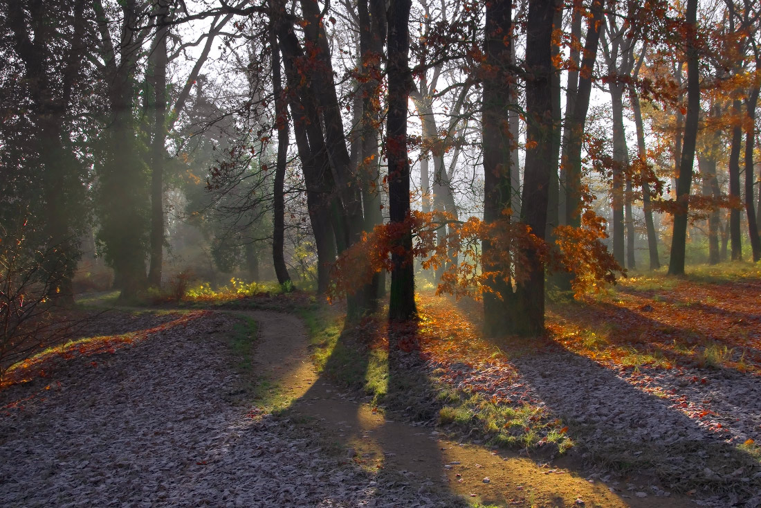 Forest shadows | shadow, forest, sunbeam, tree