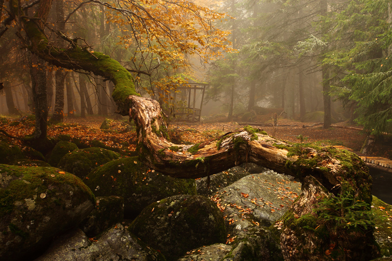 Magic forest | branches, trees, mist, green, forest