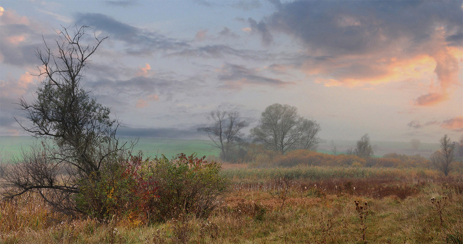 Autumn landscape | trees, autumn, field