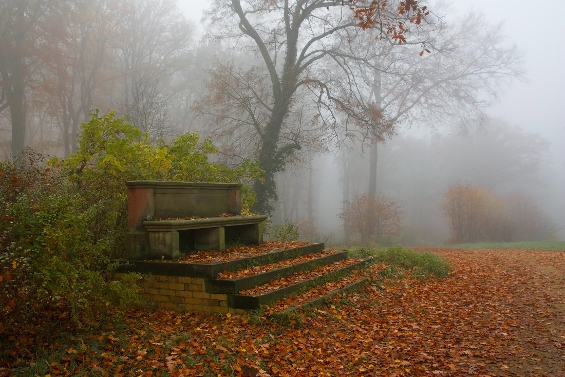 Leafs all over the place | stairs, fallen leafs, tree, bush