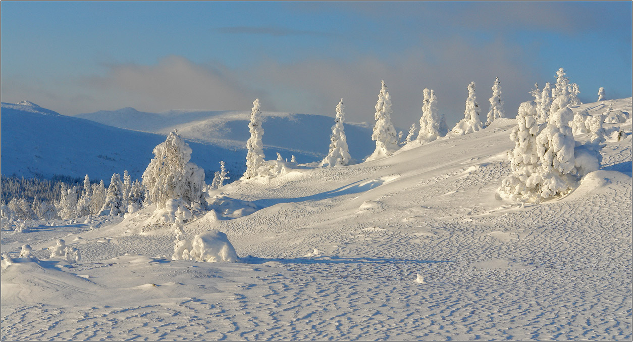 Winter spruces in snow | snow, spruce, snow, frost