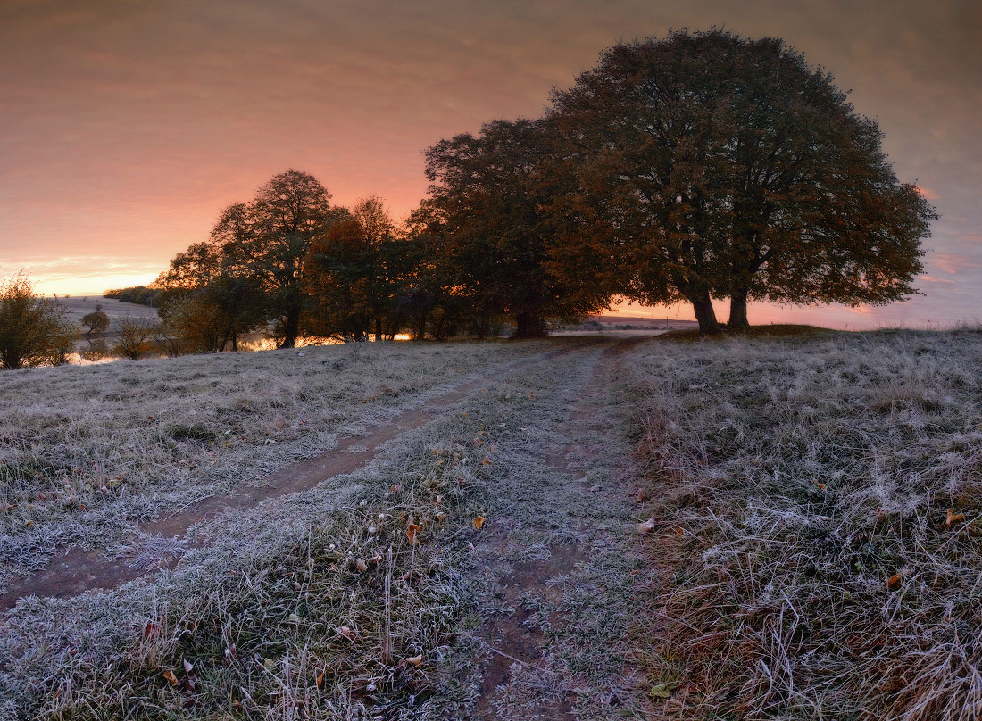 The first frost | frost, road, frosen grass, tree