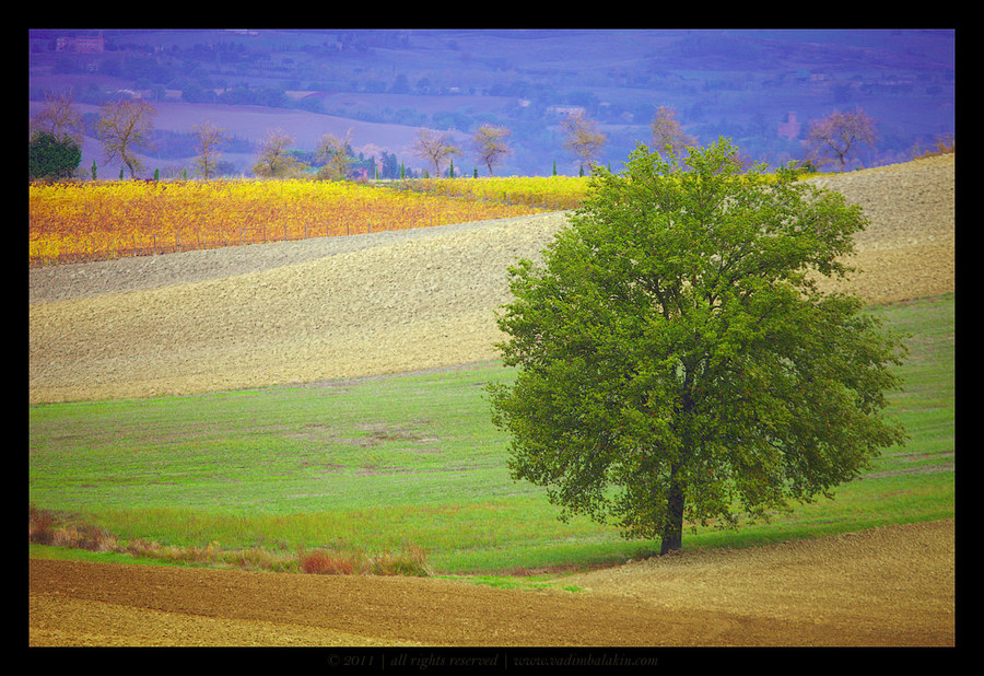 Villiage still-life | still-life, tree, grass, field